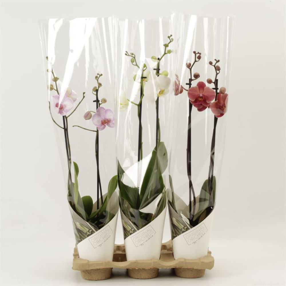 Phalaenopsis gemengd 2 tak gemengd in koker Artemi.