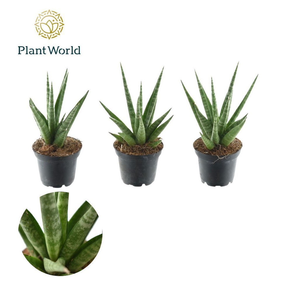 Sansevieria francisii 7 cm (Decorum).