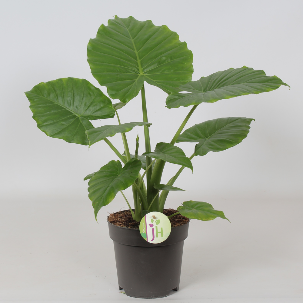 Alocasia Gageana 'California'.
