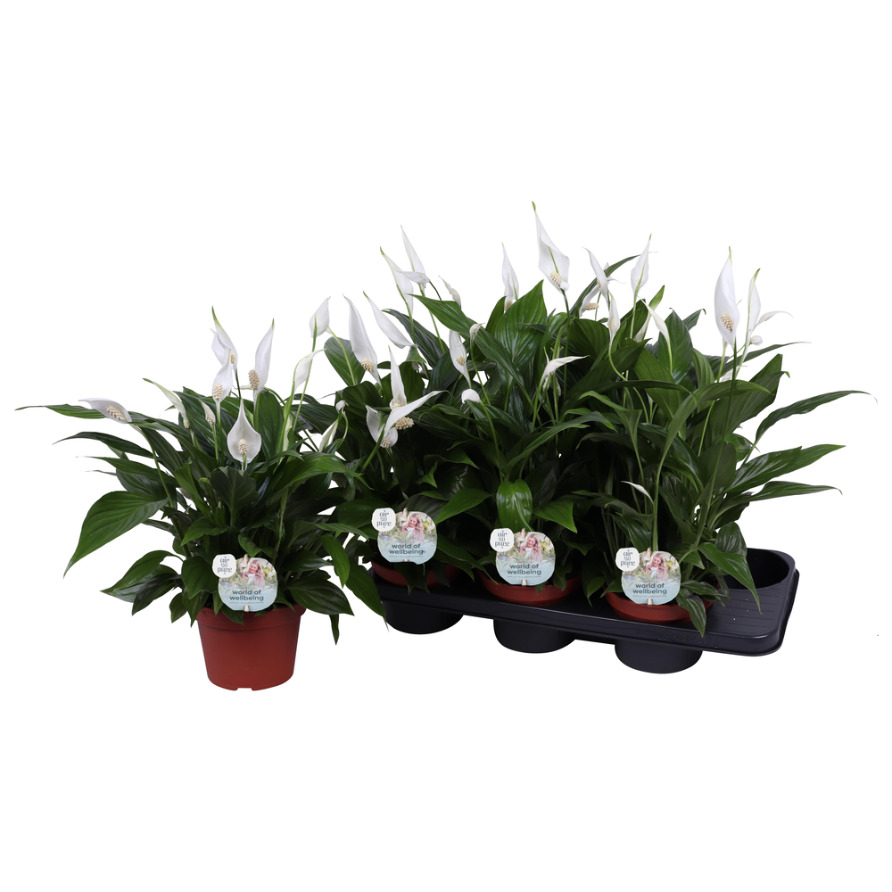 Air so Pure - Spathiphyllum Pearl 15cm.