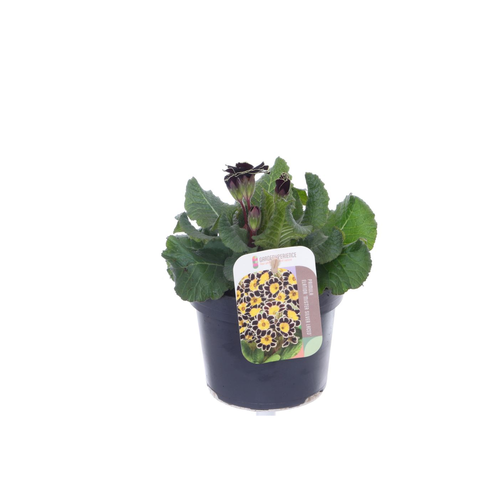 Primula elatior Veristar Bordeau Laced.