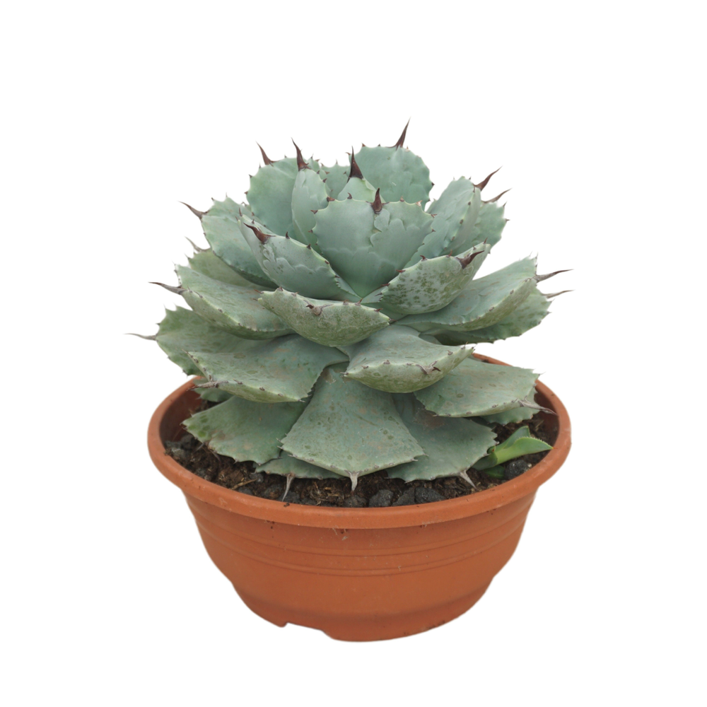 Agave potatorum 20 cm.
