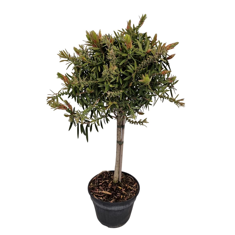 Callistemon Captain Cook Stem.