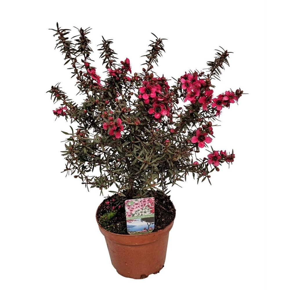 Leptospermum Op Stam Red.