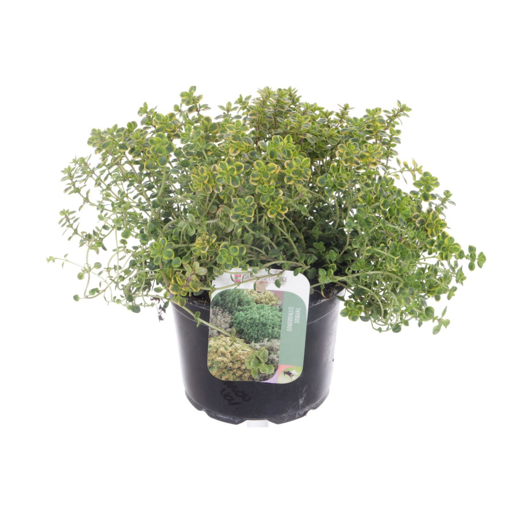 Thymus citr. Lemon Variegata.