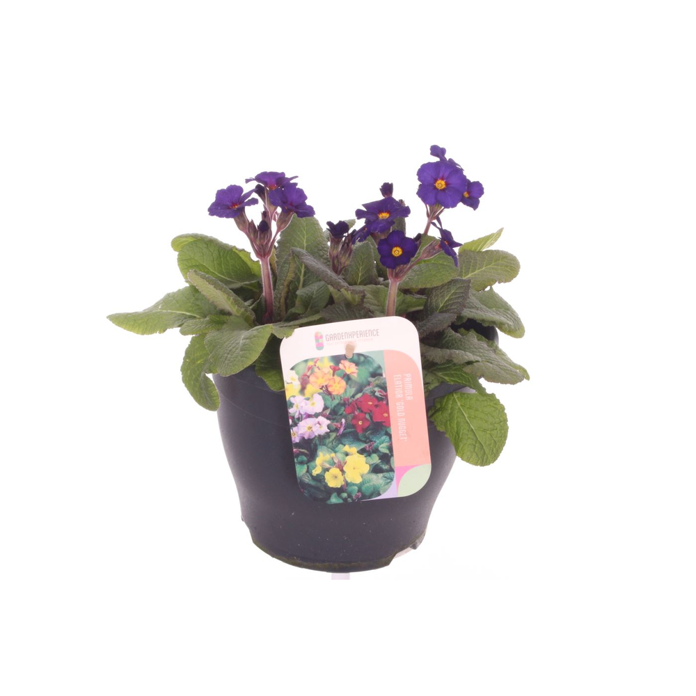 Primula elatior Veristar Late Blue.