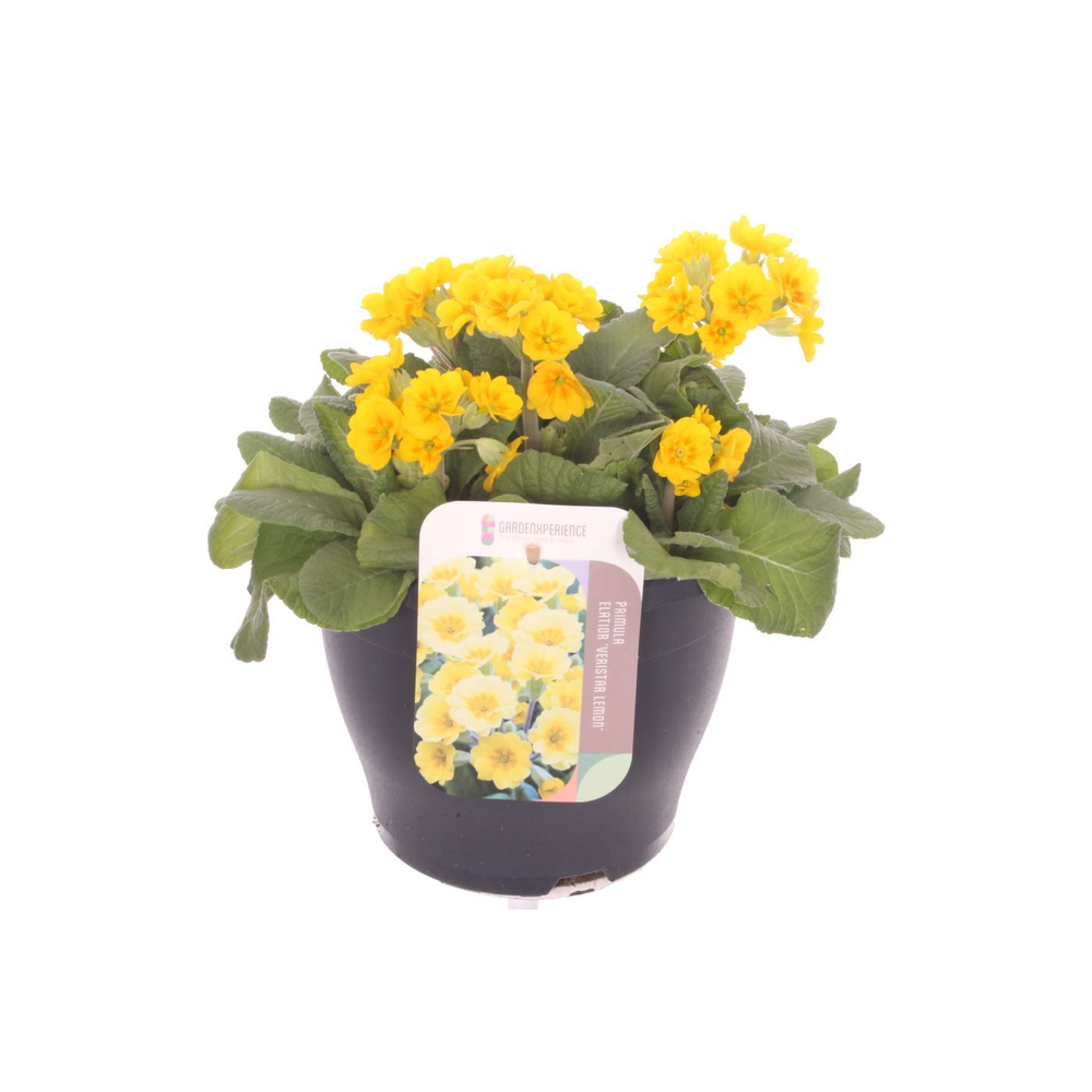 Primula elatior Cream Orange Eye.