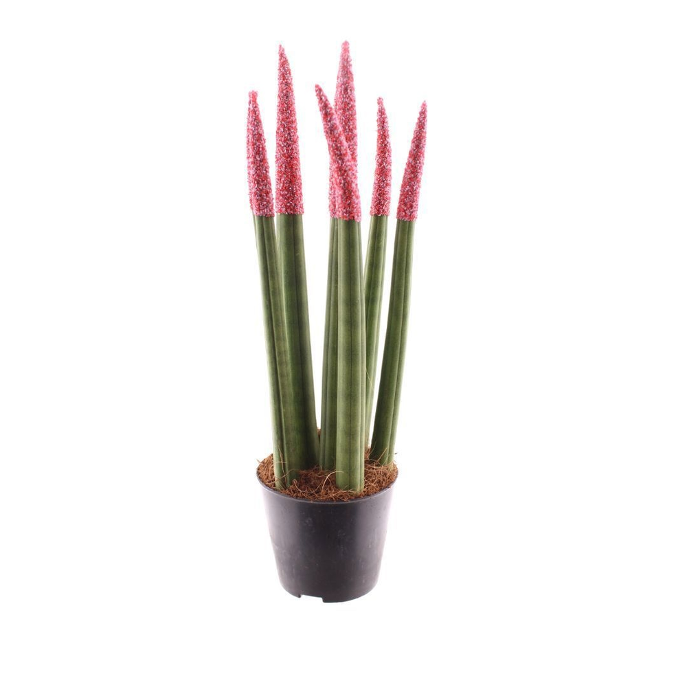 Sansevieria Candy TOUCHZ® Sweetdip Red.