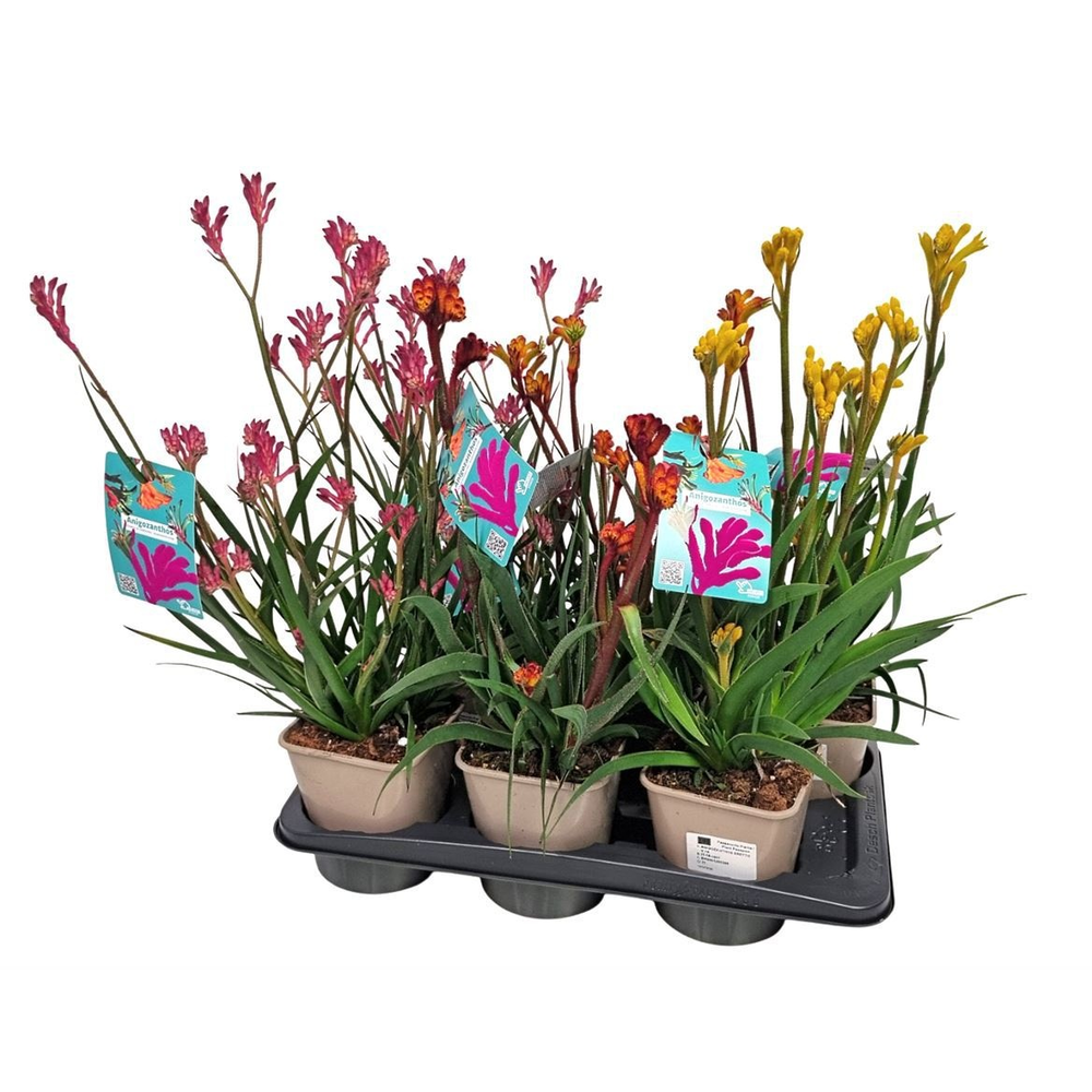 Anigozanthos Mix.