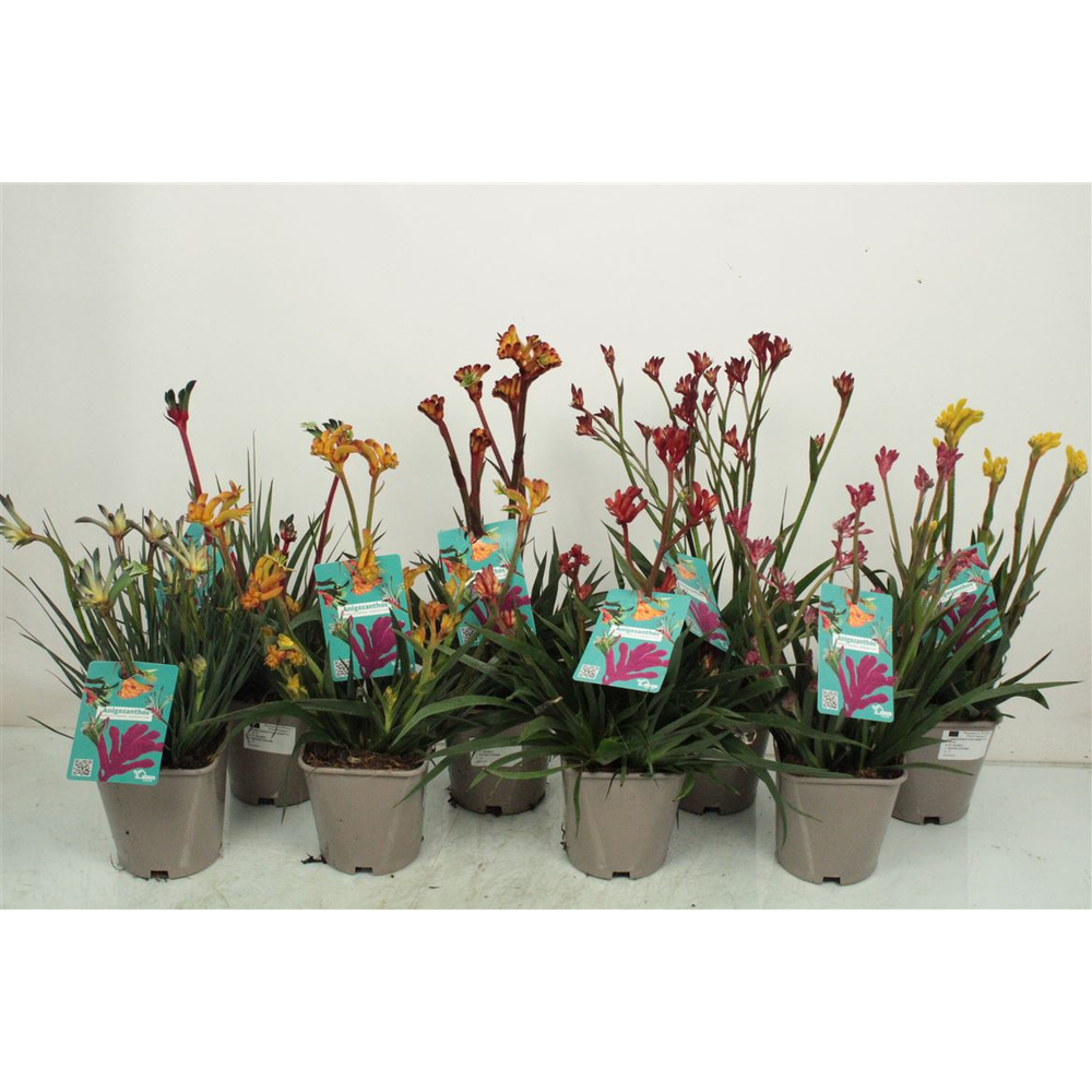 Anigozanthos Mix.