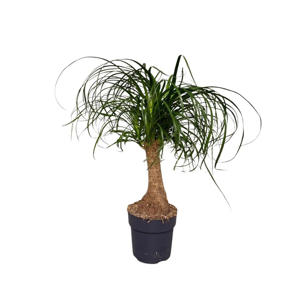 Beaucarnea recurvata.