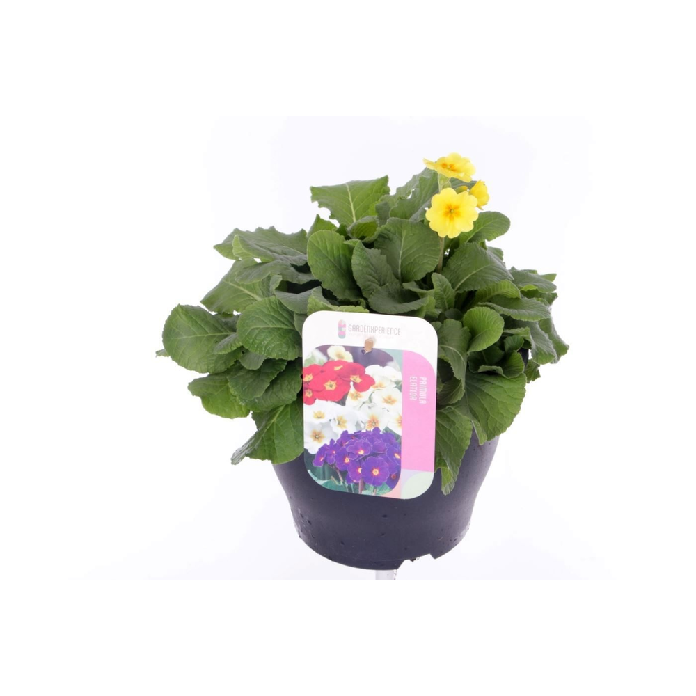 Primula elatior Veristar Late Yellow Gold Orange.