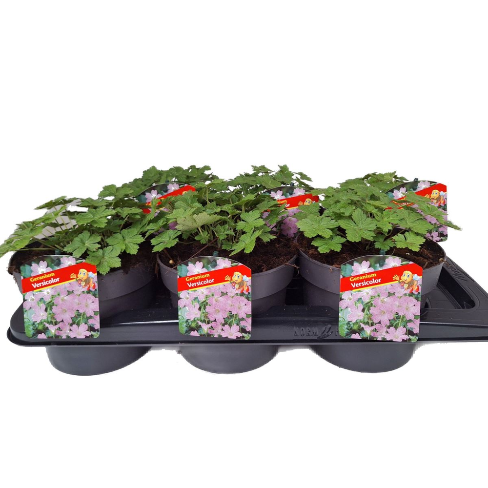 Geranium Versicolor.