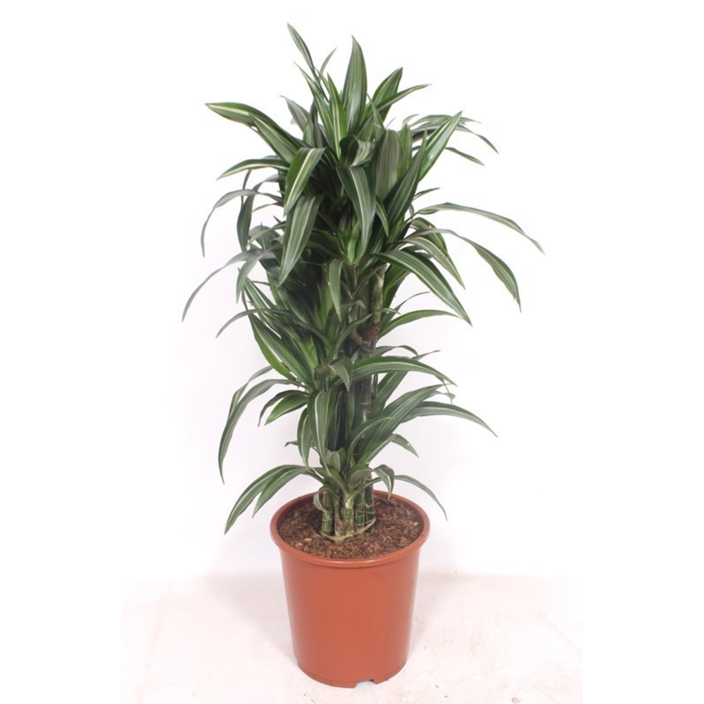 Dracaena Ulises.