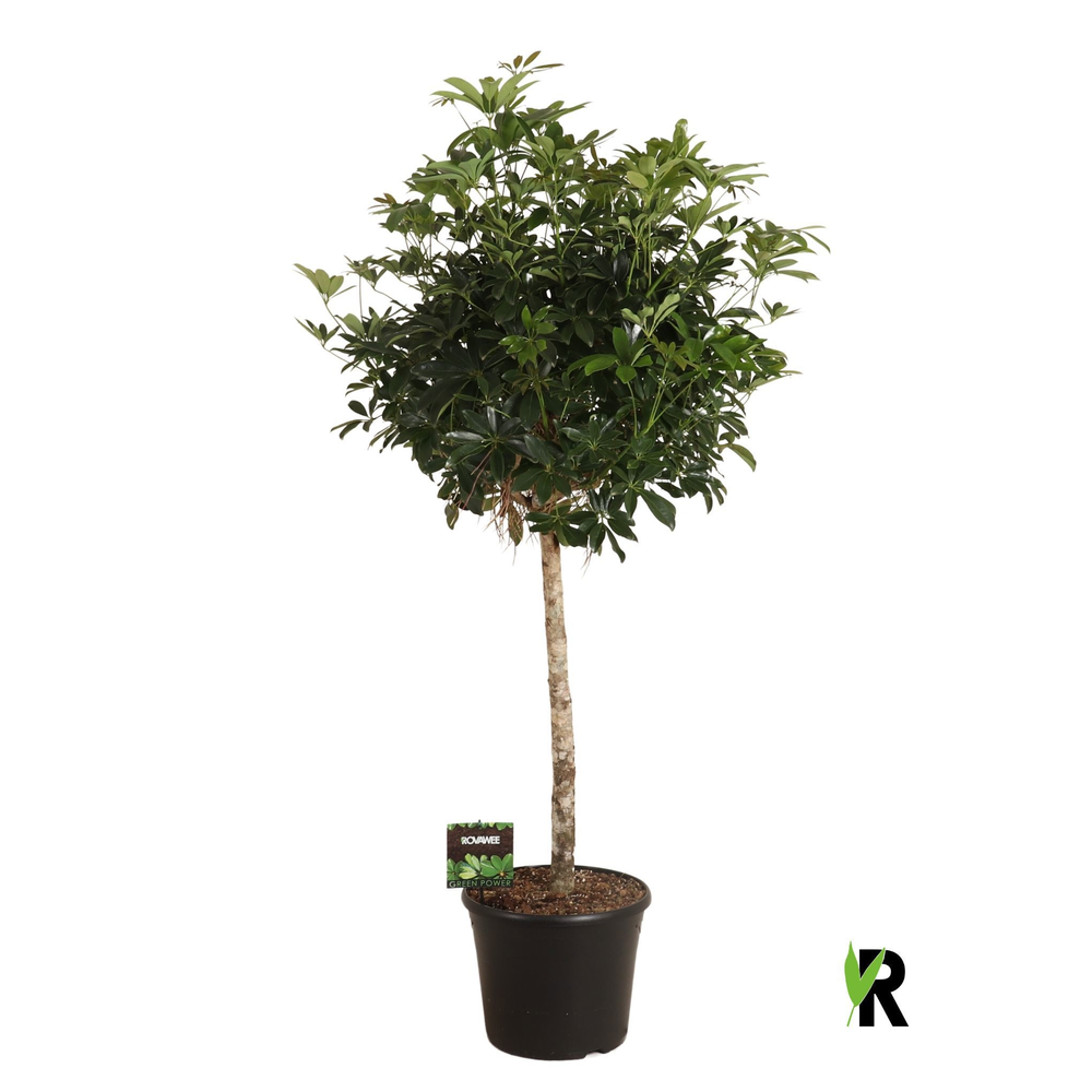 Schefflera arb. compacta bol op stam.