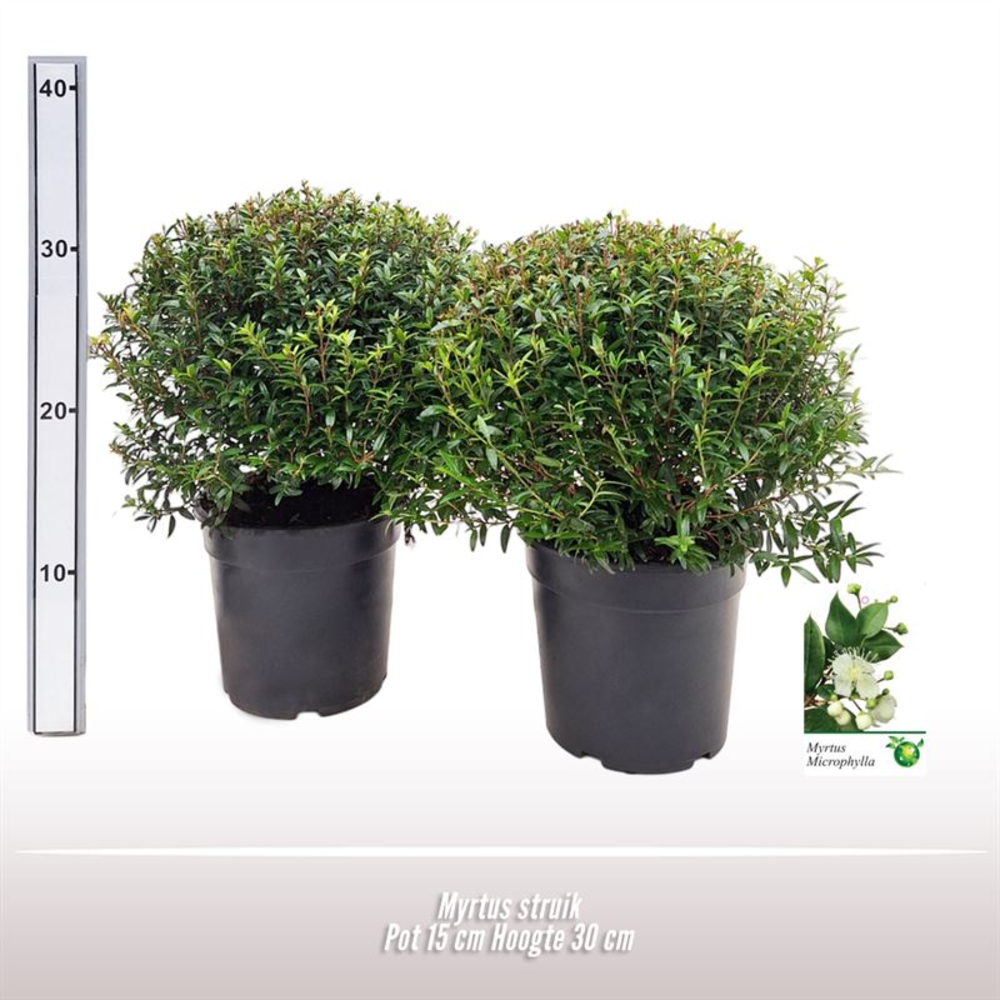 Myrtus struik.