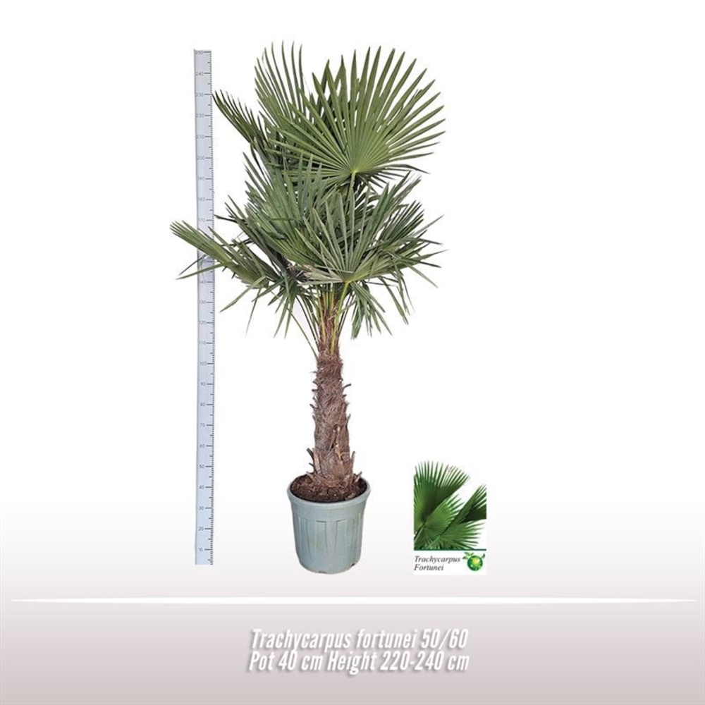 Trachycarpus fortunei 50/60.