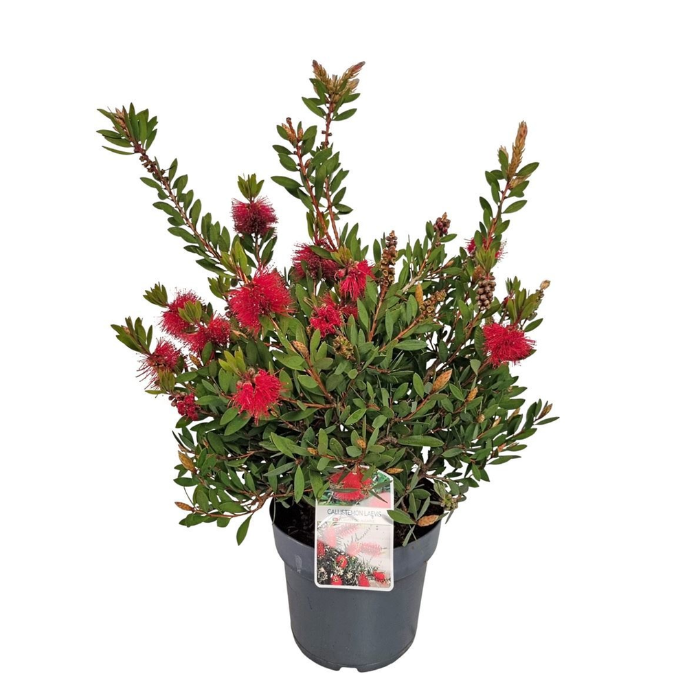 Callistemon Laevis Bush - 1153.