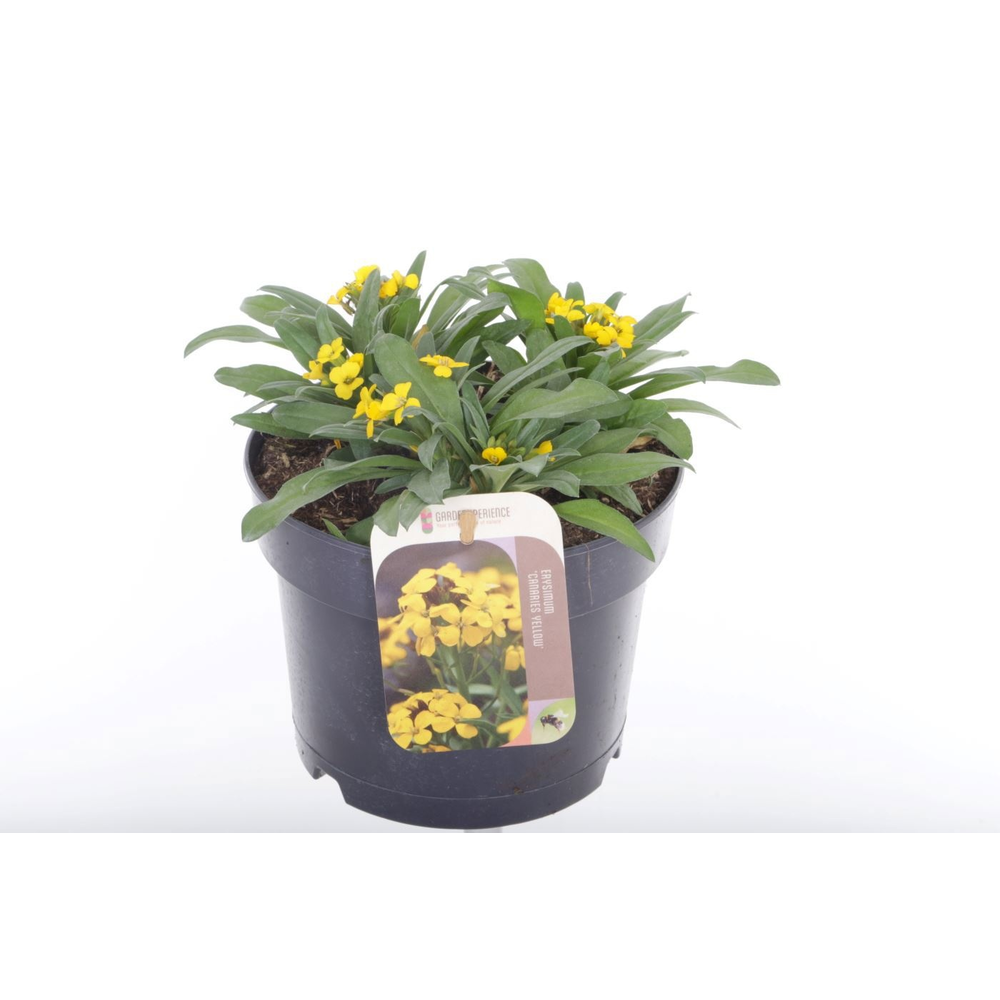 Erysimum Canaries Yellow.