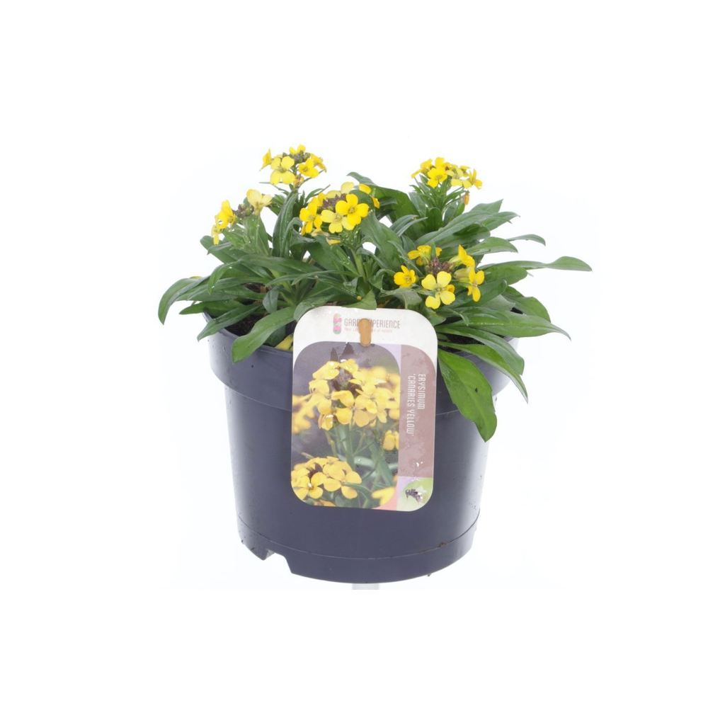 Erysimum Canaries Yellow.