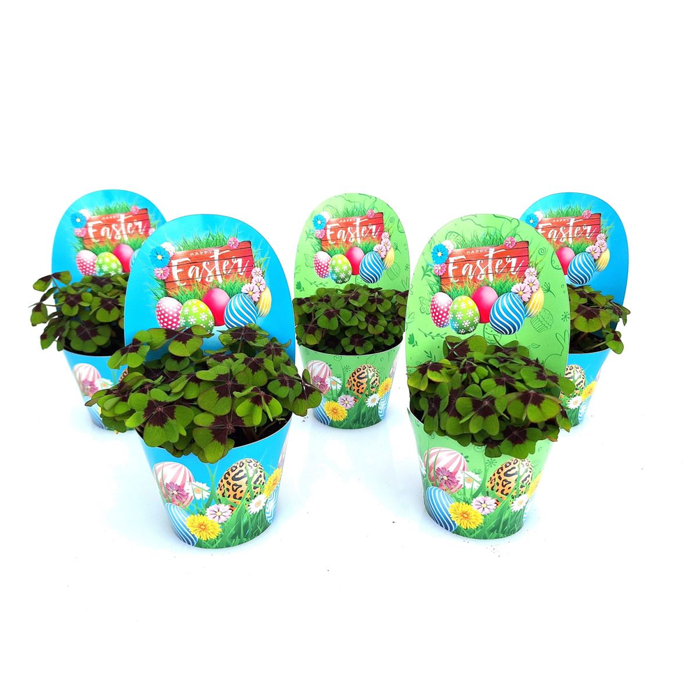 Oxalis deppei Easter.