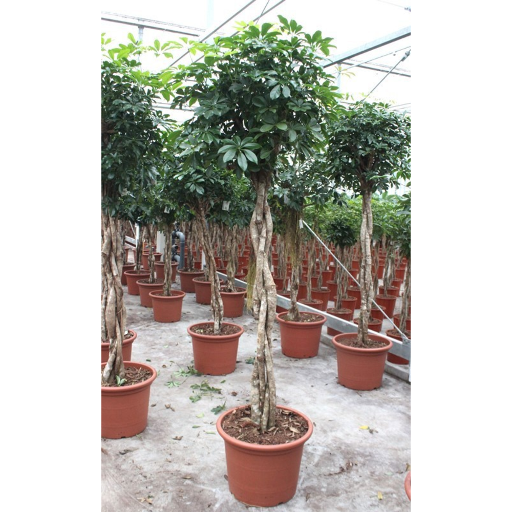 Schefflera arboricola 'Compacta'.