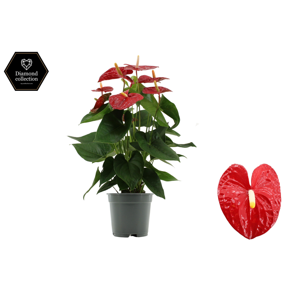 Anthurium Jambo Red in transparant sleeve.