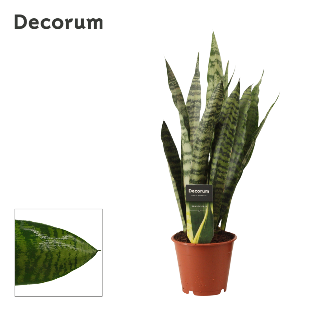 Sansevieria Zeylanica Regular 12 cm (Decorum).