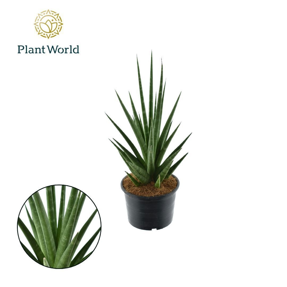 Sansevieria 'Dancing Queen'.