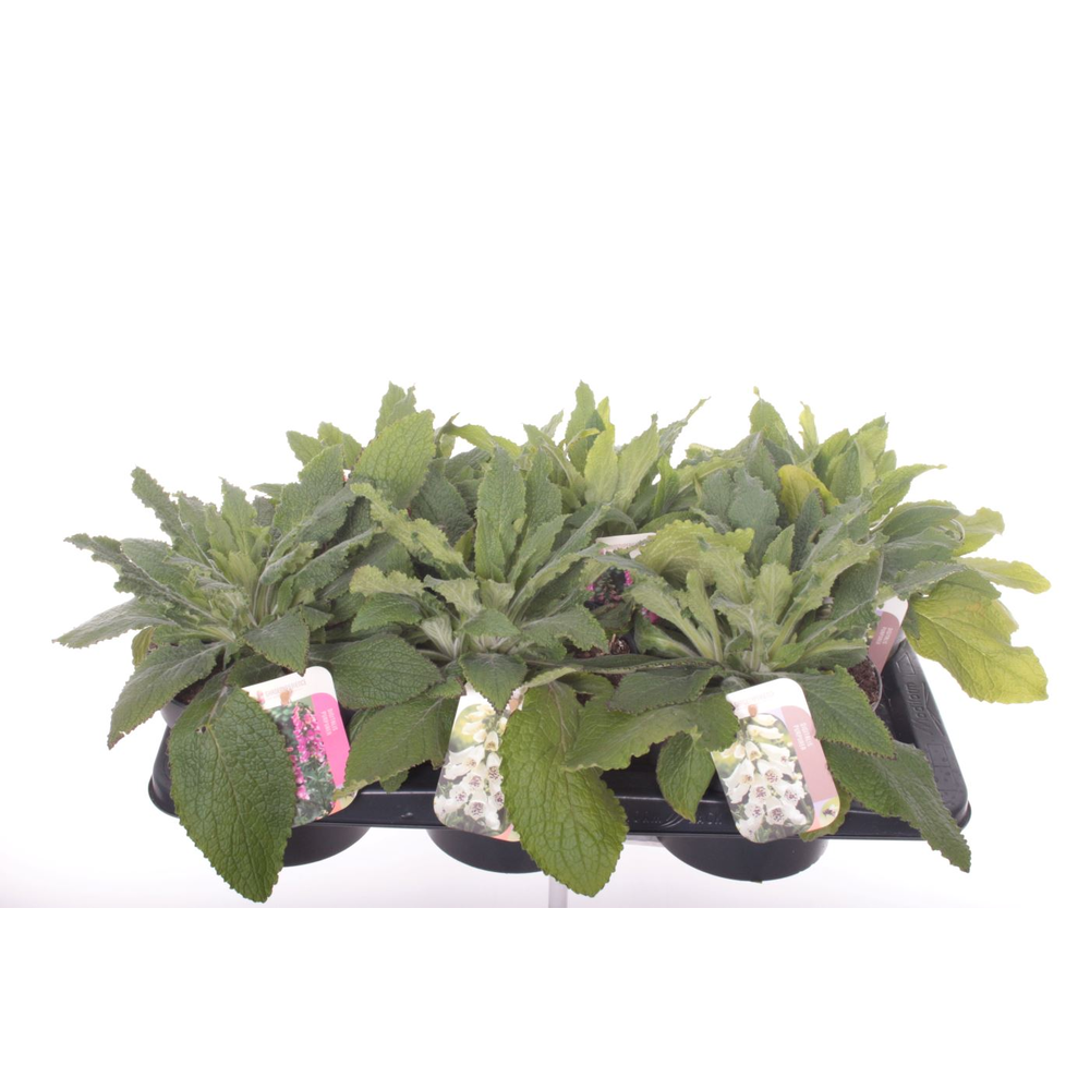 Digitalis purpurea mix.