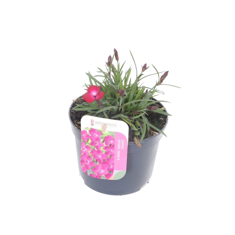 Dianthus caryophyllus Kahori.