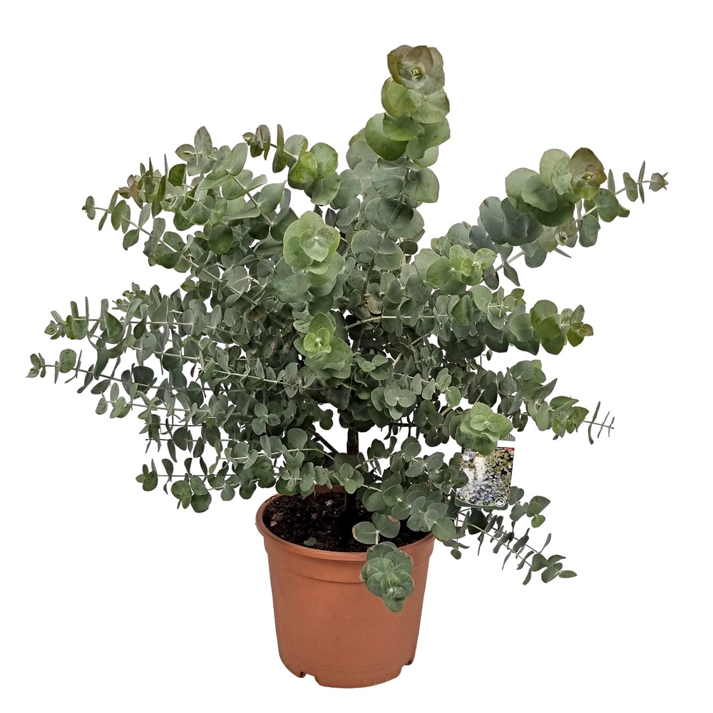 Eucalyptus Silver Dollar Bush.