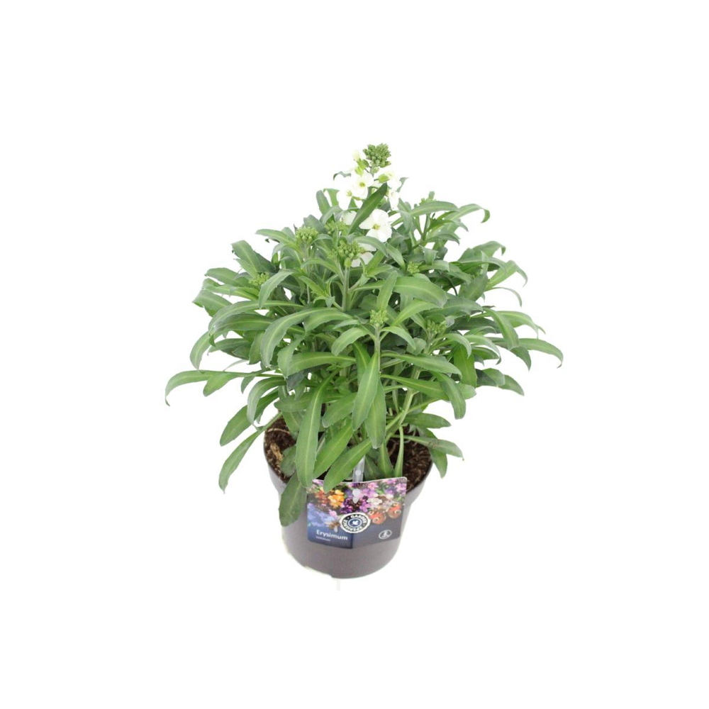 Erysimum lin. Leya White.