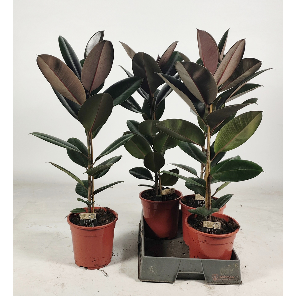 Ficus elastica 'Abidjan' 85cm.
