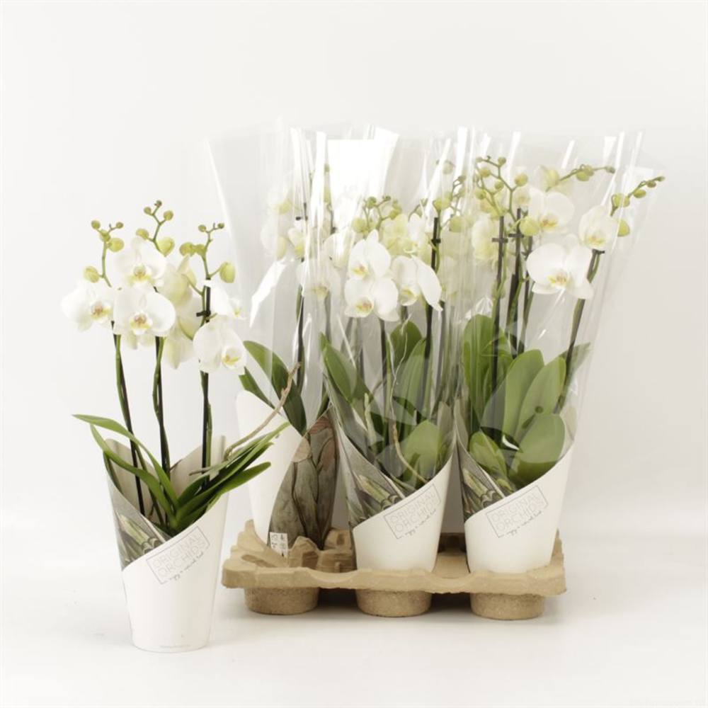 Phalaenopsis overig wit 3 tak wit in koker Artemis.