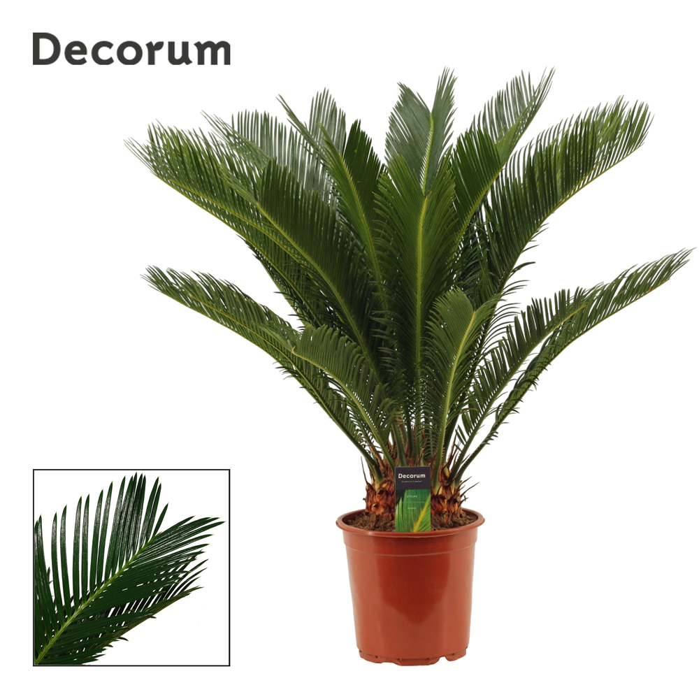 Cycas revoluta 21 cm, 17+ veren (Decorum).