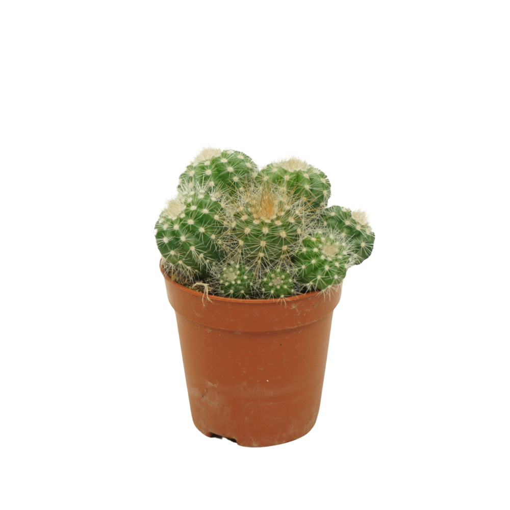 Notocactus magnificus 5,5 cm.