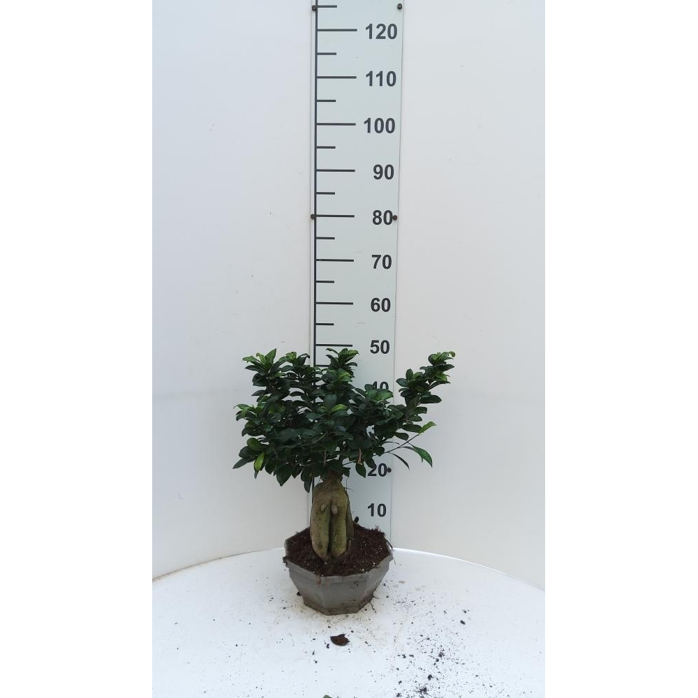 Ficus Ginseng P22.