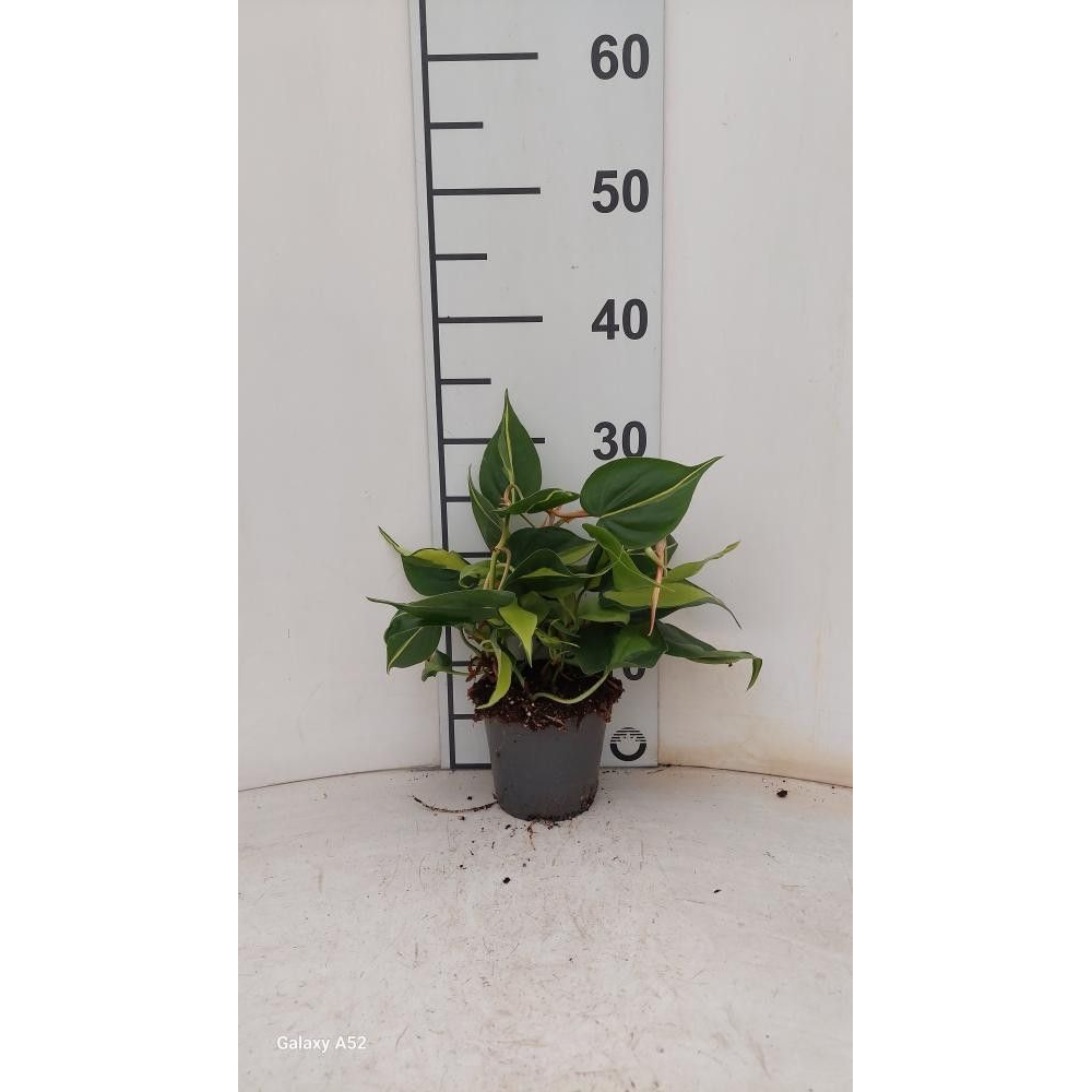 Philodendron Scandens Brasil P12.