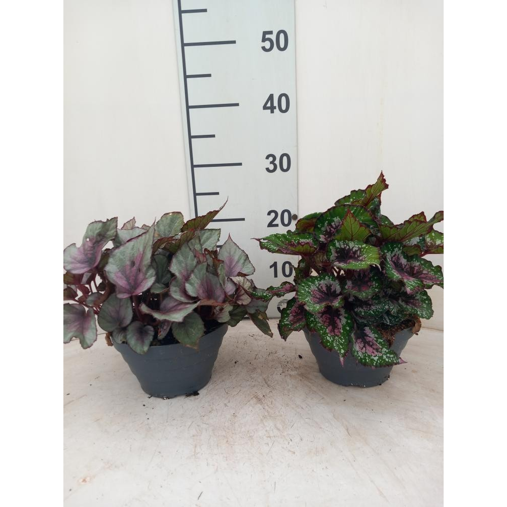 Begonia Beleaf P17 Bowl.