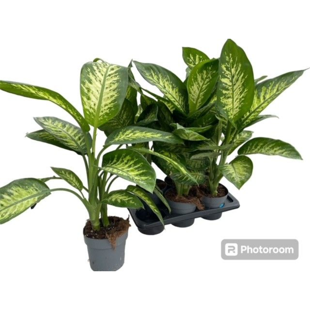 Dieffenbachia seguine 'Tropic Snow' P17.