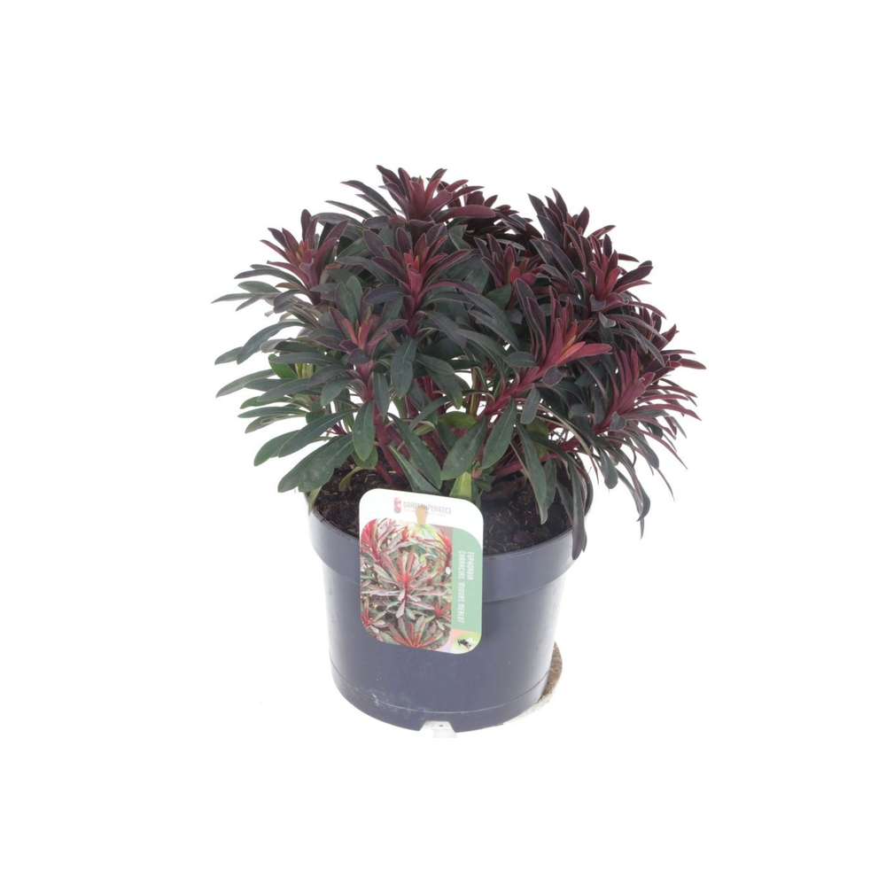 Euphorbia Miner's Merlot.