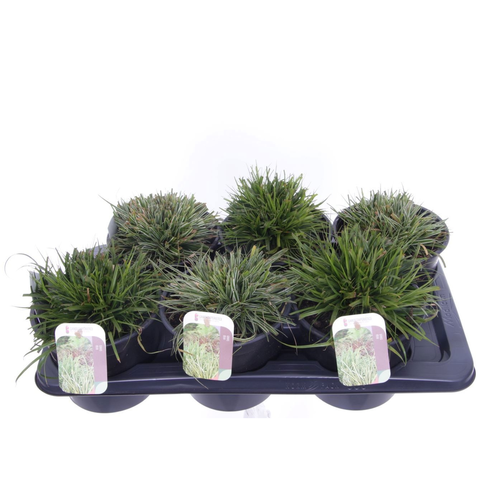 Carex oshimensis Evergold.