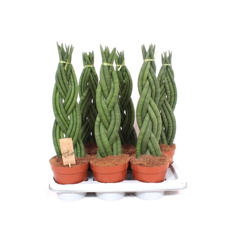Sansevieria Twister.