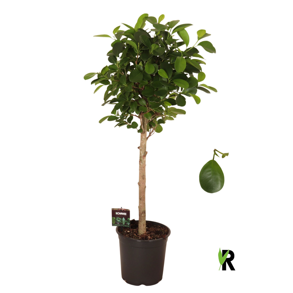 Ficus micr. Moclame bol op stam.