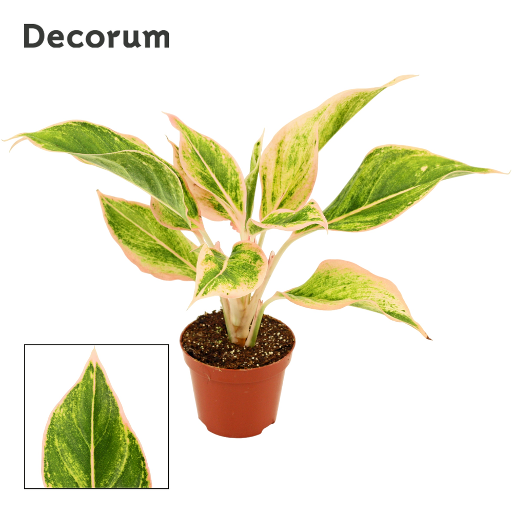 Aglaonema Lipstick pink 9 cm (Decorum).