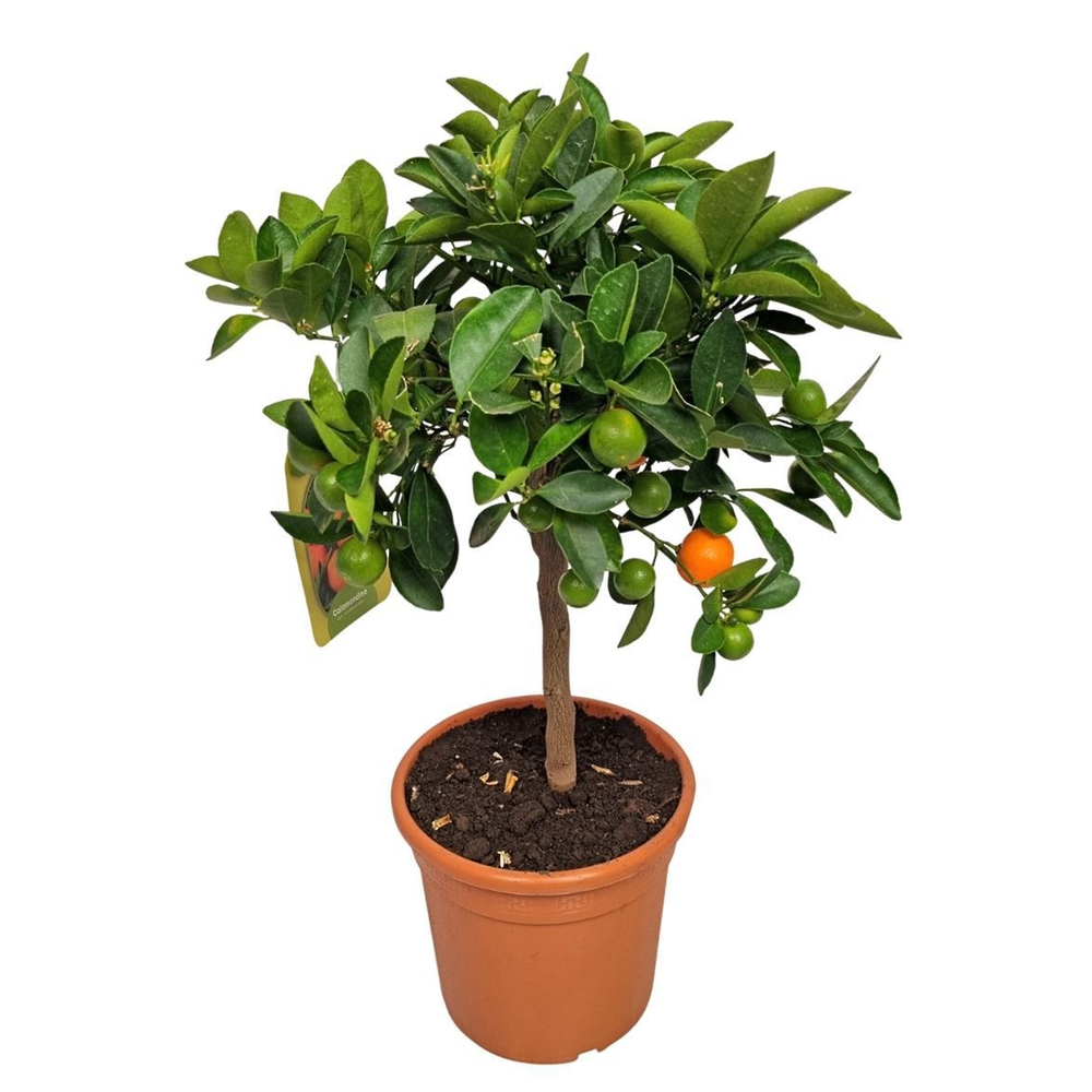 Citrus Calamondin Stem.