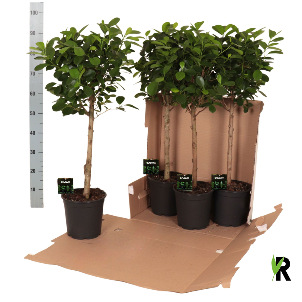 Ficus micr. Moclame bol op stam in fust 352.
