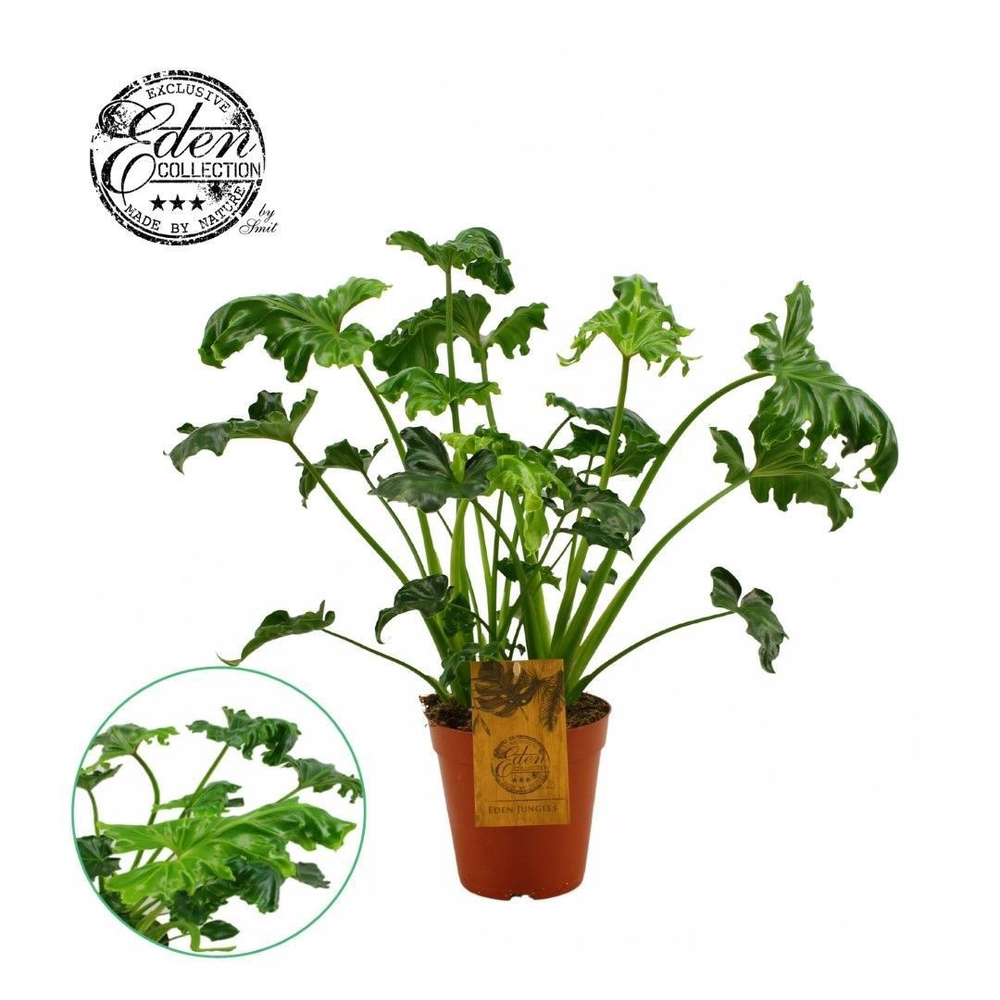 Philodendron Atlantis 15cm.