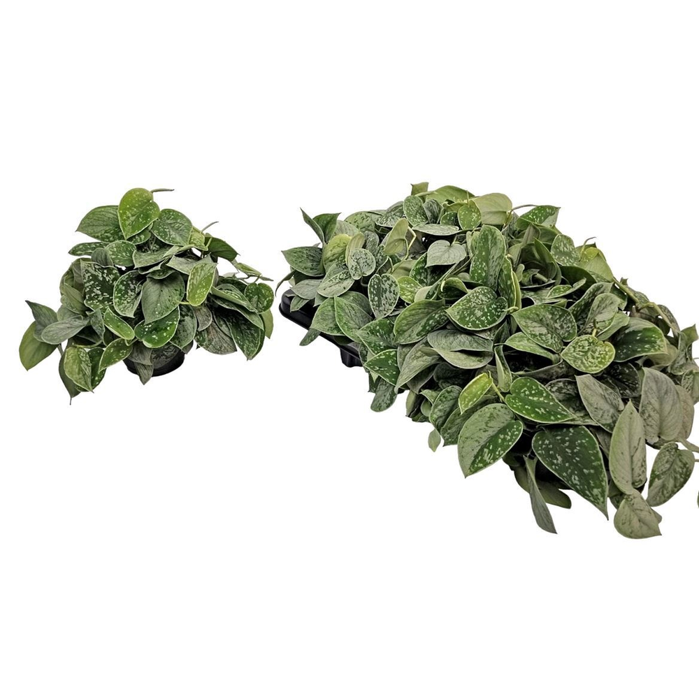 Scindapsus Pictus Silvery Ann Bush.